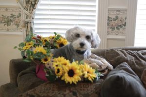 Summer Fun Sunflower Wreath- Penny takes over