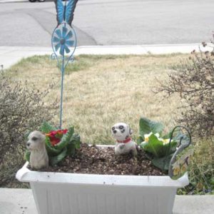 Personal Mini Gardens- Daughter #4 loves dogs and incorporated that into her garden!