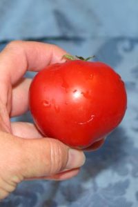 Heart shaped tomato from my garden