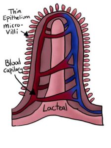 Villi- What are they and why are they important?