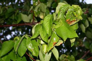 The leaves are curling and driping wet with "honeydew" from the aphids