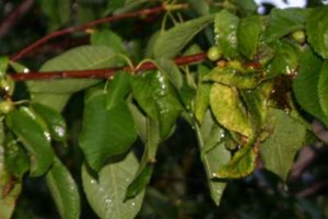 Aphids in my tree- treating with ladybugs