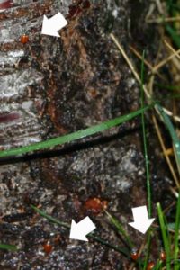 Lady bugs make their way up the trunk of the tree to the aphids