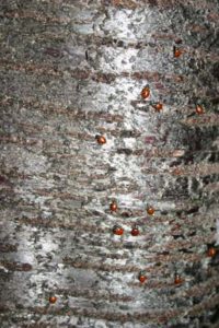 Ladybugs to fight aphids