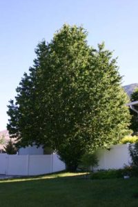 This poor tree was completely infested with aphids