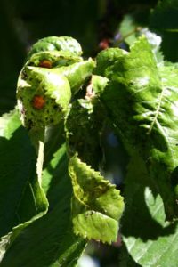 The ladybugs are sticking around and eating the aphids!