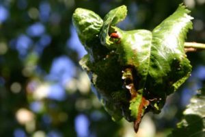 With the ladybugs the leaves are looking better