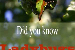 Did you know ladybugs help with aphids?!!!