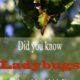 Did You Know, Ladybugs Help With Aphids?!