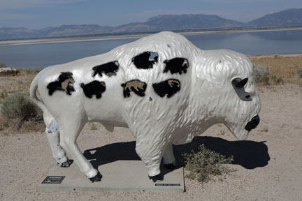 Antelope Island- Utah - Buffalo