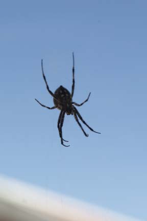 Antelope Island- Utah- Spiders