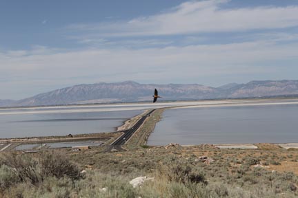 Antelope Island- Utah- Birds