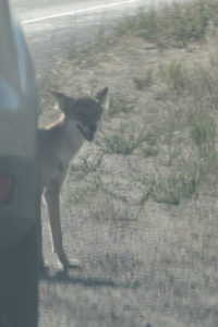 Antelope Island- Utah- wildlife