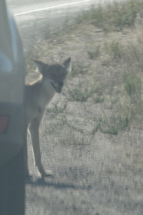 Antelope Island- Utah- wildlife