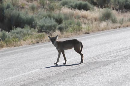Antelope Island- Utah- wildlife