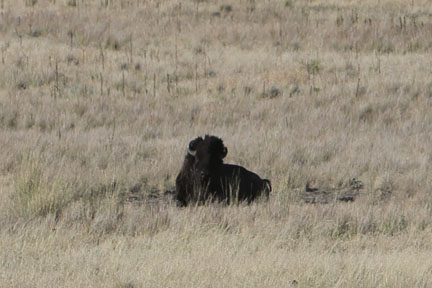 Antelope Island- Utah - Buffalo