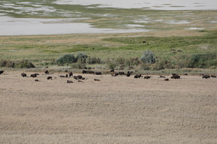 Antelope Island- Utah - Buffalo