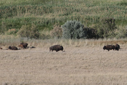 Antelope Island- Utah - Buffalo