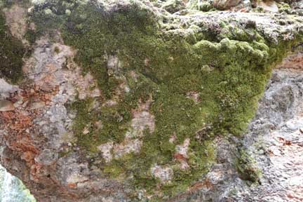 Grotto Trail-Payson Utah- very mossy rocks in the grotto