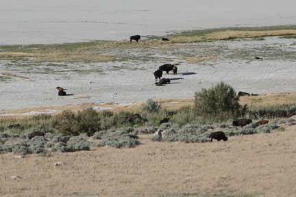 Antelope Island- Utah - Buffalo