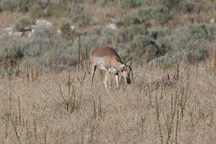 Antelope Island- Utah- wildlife
