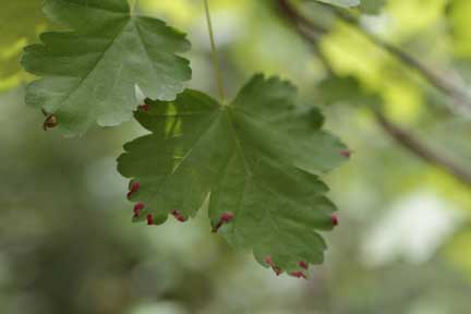 Grotto Trail- Payson Utah- interesting leaves, tipped with red