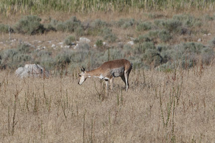 Antelope Island- Utah- wildlife