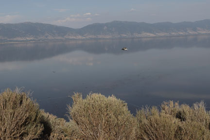 Antelope Island- Utah- Birds