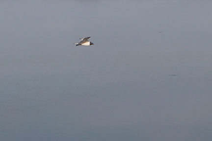Antelope Island- Utah- Birds