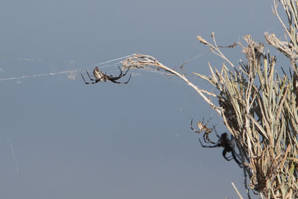 Antelope Island- Utah- Arachnid Island