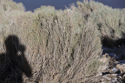 Antelope Island- Utah- thousands of spiders