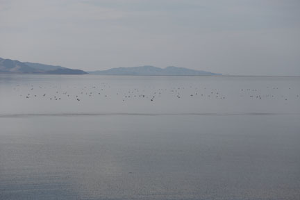 Antelope Island- Utah- Birds