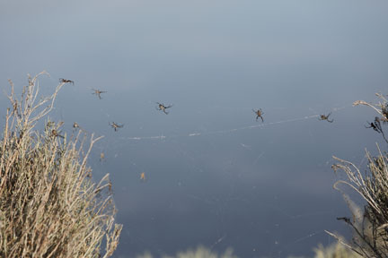 Antelope Island- Utah- spiders