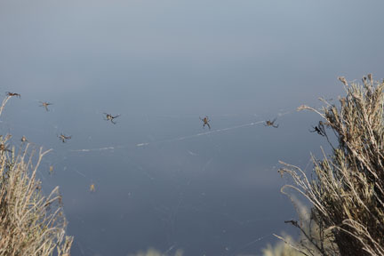 Antelope Island- Utah Spiders in the sage brush