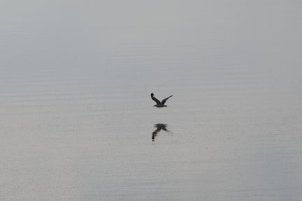 Antelope Island- Utah- Birds