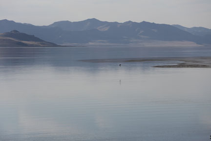 Antelope Island- Utah- Birds