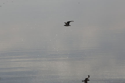 Antelope Island- Utah- Birds