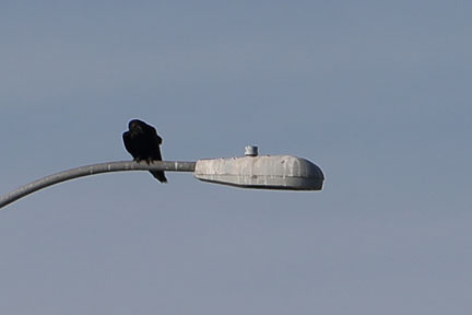 Antelope Island- Utah- Birds
