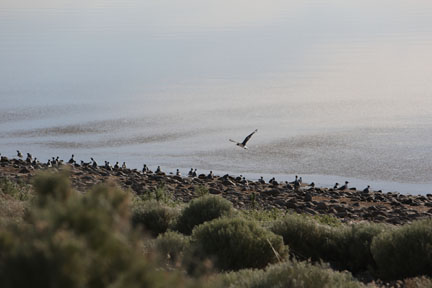 Antelope Island- Utah- Birds