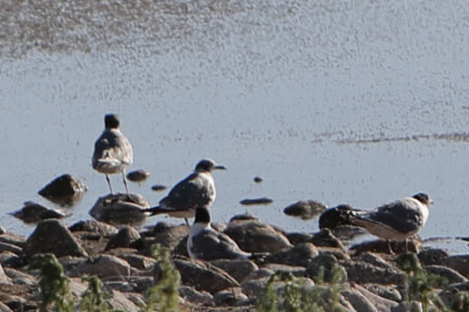 Antelope Island- Utah- Birds