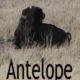 Day Trip to Antelope Island- Utah