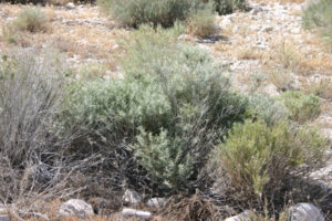 Antelope Island- Utah lots of sage brush