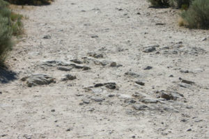 Antelope Island- Utah- The trails are pretty rocky