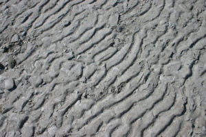 Antelope Island- Utah- Down to the water