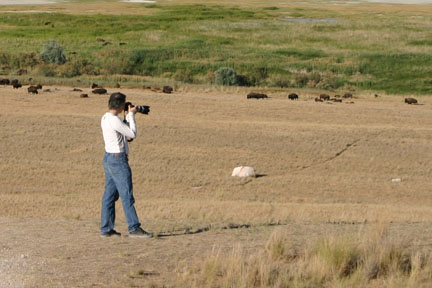 Antelope Island- Utah - Buffalo