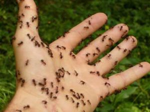 True Lavender helps with ants and insects