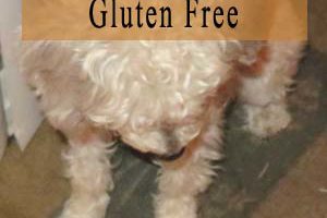 Special Puppy Treat For Special Occasions- Gluten Free