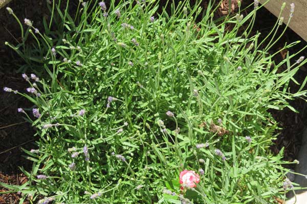 Pest Control with Lavender- Planted by the back door and it is keep the ants away.