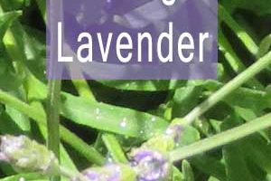 Pest Control Using Lavender-Ants- oil, spray and plants