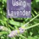 Pest Control Using Lavender